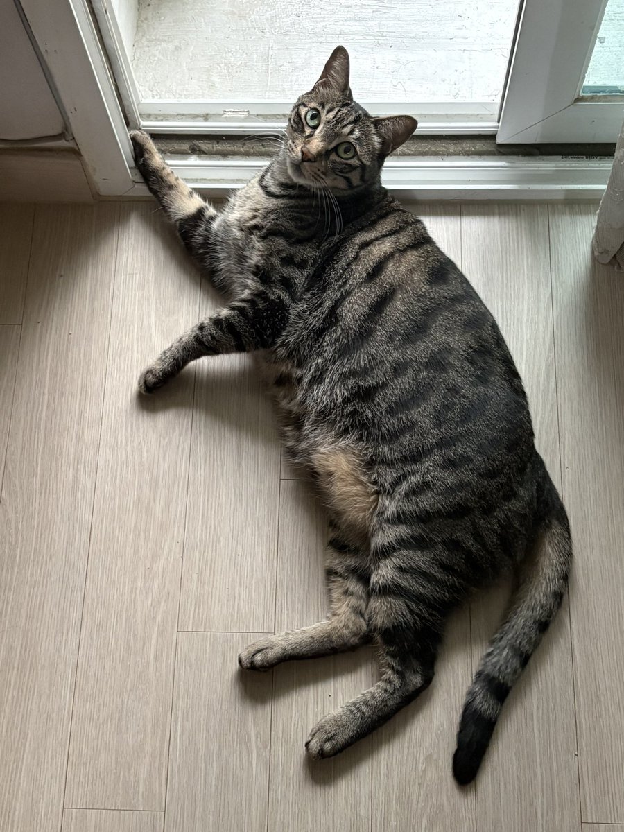 kugguk_cat's tweet photo. 무쟈게 귀엽스 https://t.co/ZmBrvQpJr5