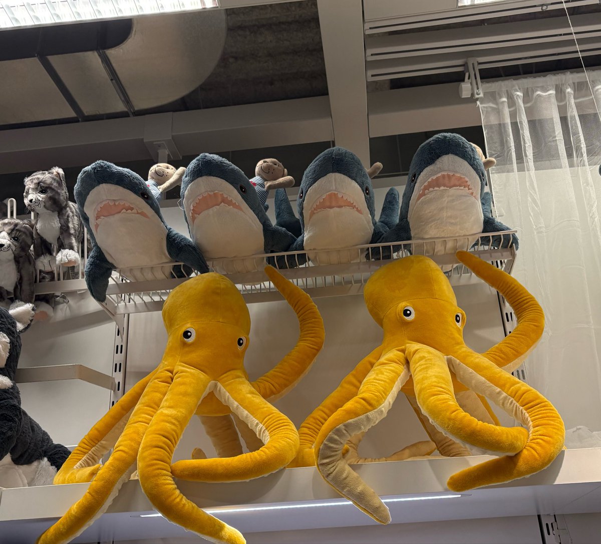 samenoco3's tweet photo. 久しぶりにIKEAの仲間に会いに行ったよ！
水色が似合うね🩵🦈 https://t.co/qNzoK8lDXQ