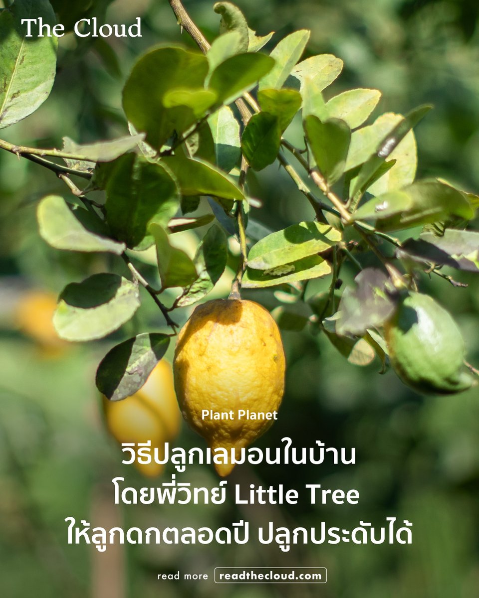 readthecloud's tweet photo. ‘เลมอน’ น่าปลูกไว้ติดบ้าน เพราะนอกจากเหมาะกับคนชอบเข้าครัวและสายเบเกอรีแล้ว ยังปลูกง่ายและมีประโยชน์มากด้วย

วิทย์ ศิริวิทย์ จาก Little Tree มาแนะนำเคล็ดลับเอาไว้ในคอลัมน์ Plant Planet ว่าจะปลูกเลมอนในบ้านแบบง่าย ๆ ให้ออกผลตลอดปีได้อย่างไร ควรเลือกสายพันธุ์ไหนปลูกดี ระหว่างยูเรก้า อัสสัม และอีกมากมาย รับรองว่าปลูกแล้วได้ทั้งพืชสวนครัวไปทำสารพัดเมนูและไม้ประดับเติมสีสันให้บ้านมีชีวิตชีวาแน่นอน https://t.co/FR0oTYM2ds

#readthecloud #TheCloud #PlantPlanet #Lemon #เลมอน