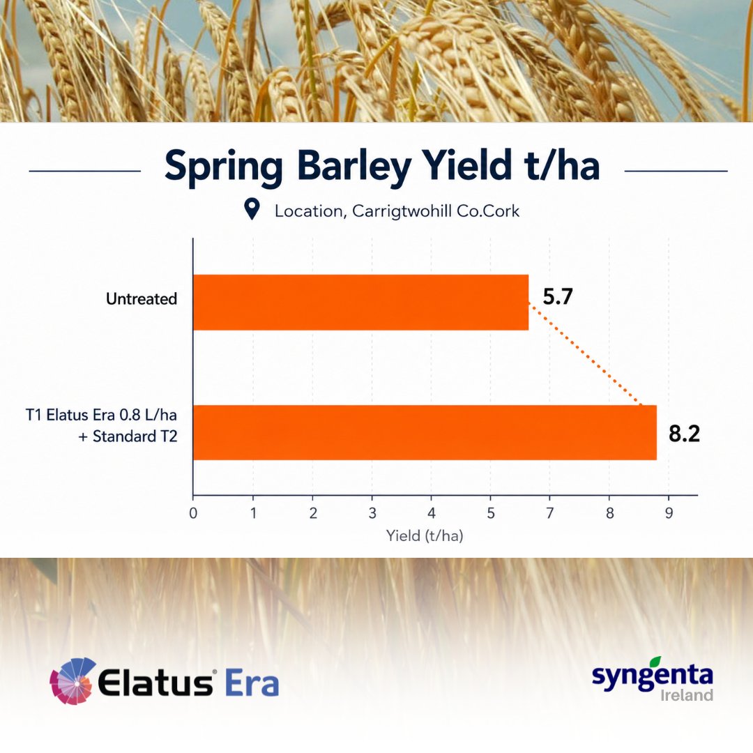 SyngentaIrl's tweet photo. Whatever the weather, Elatus® Era has spring barley covered 🌾☘️
Delivering broad-spectrum disease control, strong yields and high-quality results, Elatus® Era has been proven under Irish growing conditions to perform season after season. 💪
#SpringBarley #ElatusEra https://t.co/N32Jz9980d