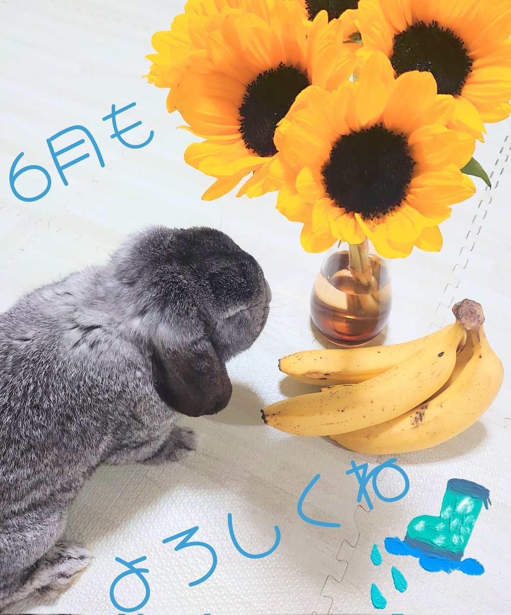 rabbit69269680's tweet photo. 6月に入っていきなり台風が来てますが、
みなさま十分気をつけてくださいね☔
今月も、元気を届けるうさぎの姿を楽しんでいただけたら幸いです😌✨ https://t.co/dotePQO71G