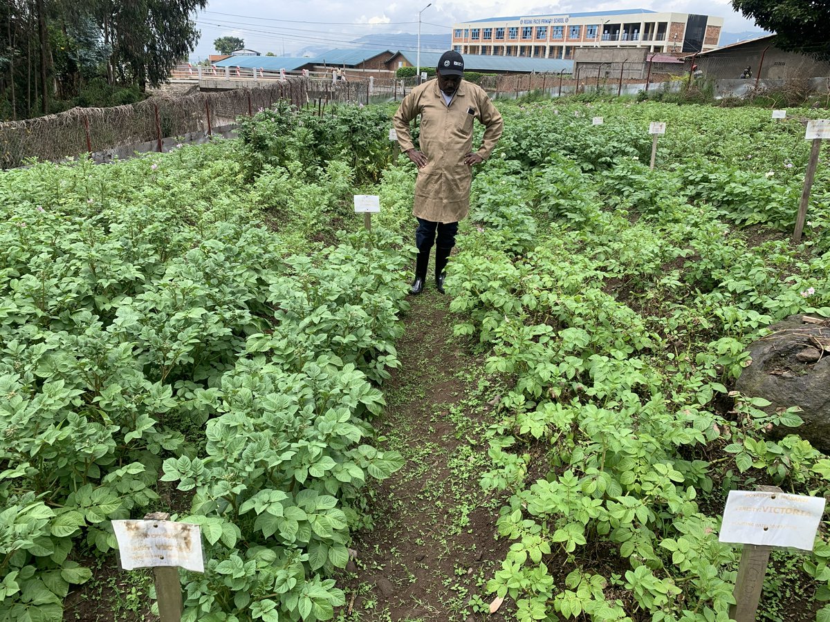 CipotatoRW's tweet photo. The difference is becoming clearer every day! At 45 days after planting, biotech potato varieties are showing remarkable resistance to potato late blight compared to conventional varieties under the same field conditions. Promising step to resilient potato production. https://t.co/2YG3vADSx4