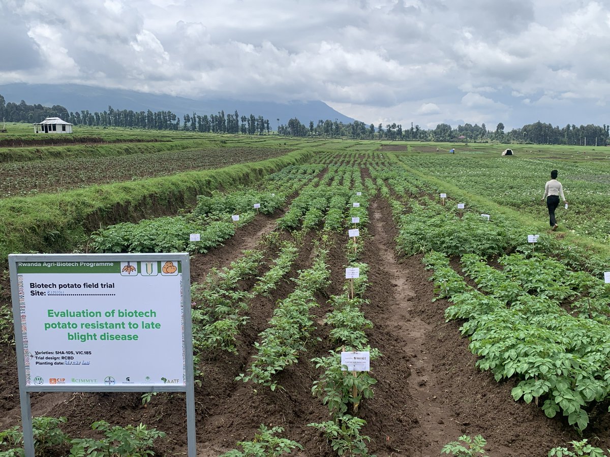 CipotatoRW's tweet photo. The difference is becoming clearer every day! At 45 days after planting, biotech potato varieties are showing remarkable resistance to potato late blight compared to conventional varieties under the same field conditions. Promising step to resilient potato production. https://t.co/2YG3vADSx4
