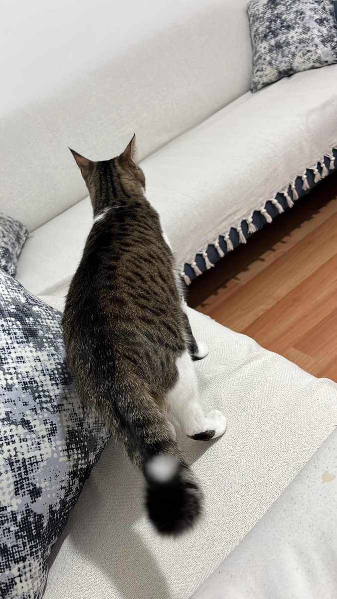 KayipHayvanApp's tweet photo. Kayıp İlanı!  
kedim dora kayboldu
Ekleyen: Nisa nur
Ankara - Mamak - Hürel
https://t.co/PXknwgBOSQ
#kayıp #kedi #köpek #kayıphayvan #kayıphayvanlar https://t.co/tmtrciL2r7