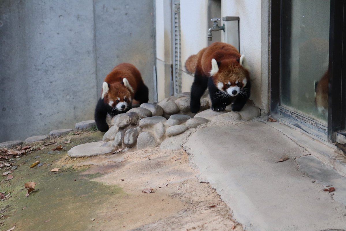 joy_redpanda's tweet photo. 久しぶりのウェルカムたいよう〜
レッサーパンダ、にんじん食べるんだ！と知った日
ミルキーと同居してたね。
#レッサーパンダ
#鯖江市西山動物園　2018年 https://t.co/5ebt854F7s