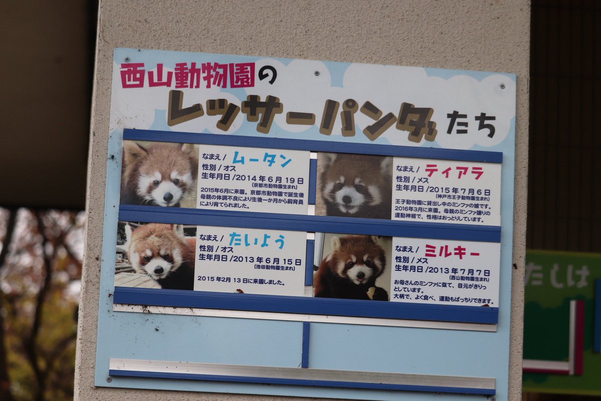 joy_redpanda's tweet photo. 久しぶりのウェルカムたいよう〜
レッサーパンダ、にんじん食べるんだ！と知った日
ミルキーと同居してたね。
#レッサーパンダ
#鯖江市西山動物園　2018年 https://t.co/5ebt854F7s