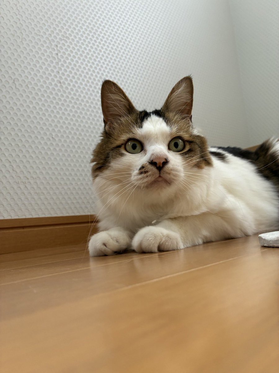 usausapeach's tweet photo. にゃんっず🐱 https://t.co/npB6iYaiGL