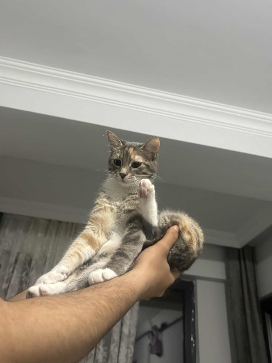 KayipHayvanApp's tweet photo. Kayıp İlanı!  
Kedim Çorba kayboldu
Ekleyen: Özlem Tezcan
İstanbul - Beylikdüzü - Yakuplu
https://t.co/QzL4XS6CdT
#kayıp #kedi #köpek #kayıphayvan #kayıphayvanlar https://t.co/IoH52SdD1F