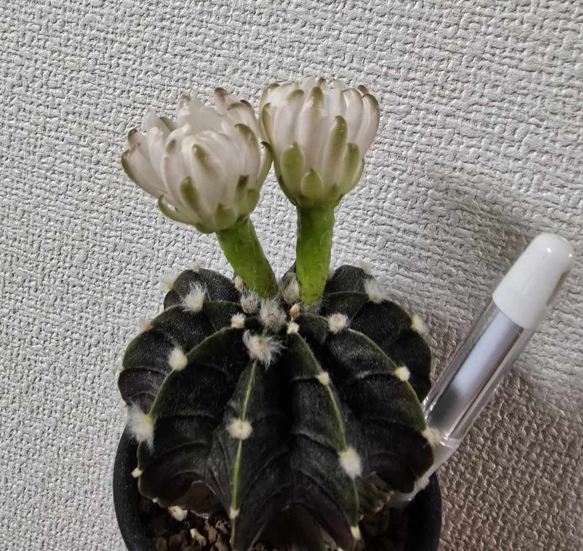 ダブル開花サボテン