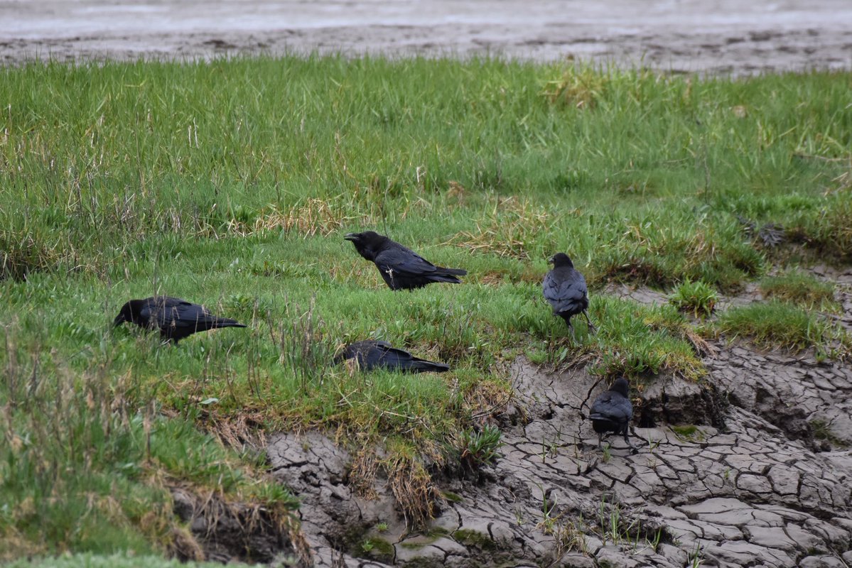 birderjack's tweet photo. Only 30 ringed plover on this mornings #patchbirding 
so had good fun watching the  4 raven young out with dad, they’re so entertaining 🖤 https://t.co/HmQWs1WnYq