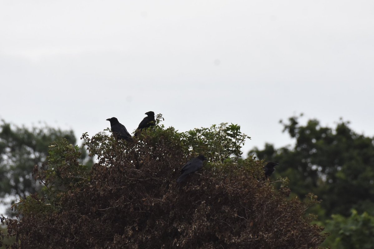 birderjack's tweet photo. Only 30 ringed plover on this mornings #patchbirding 
so had good fun watching the  4 raven young out with dad, they’re so entertaining 🖤 https://t.co/HmQWs1WnYq