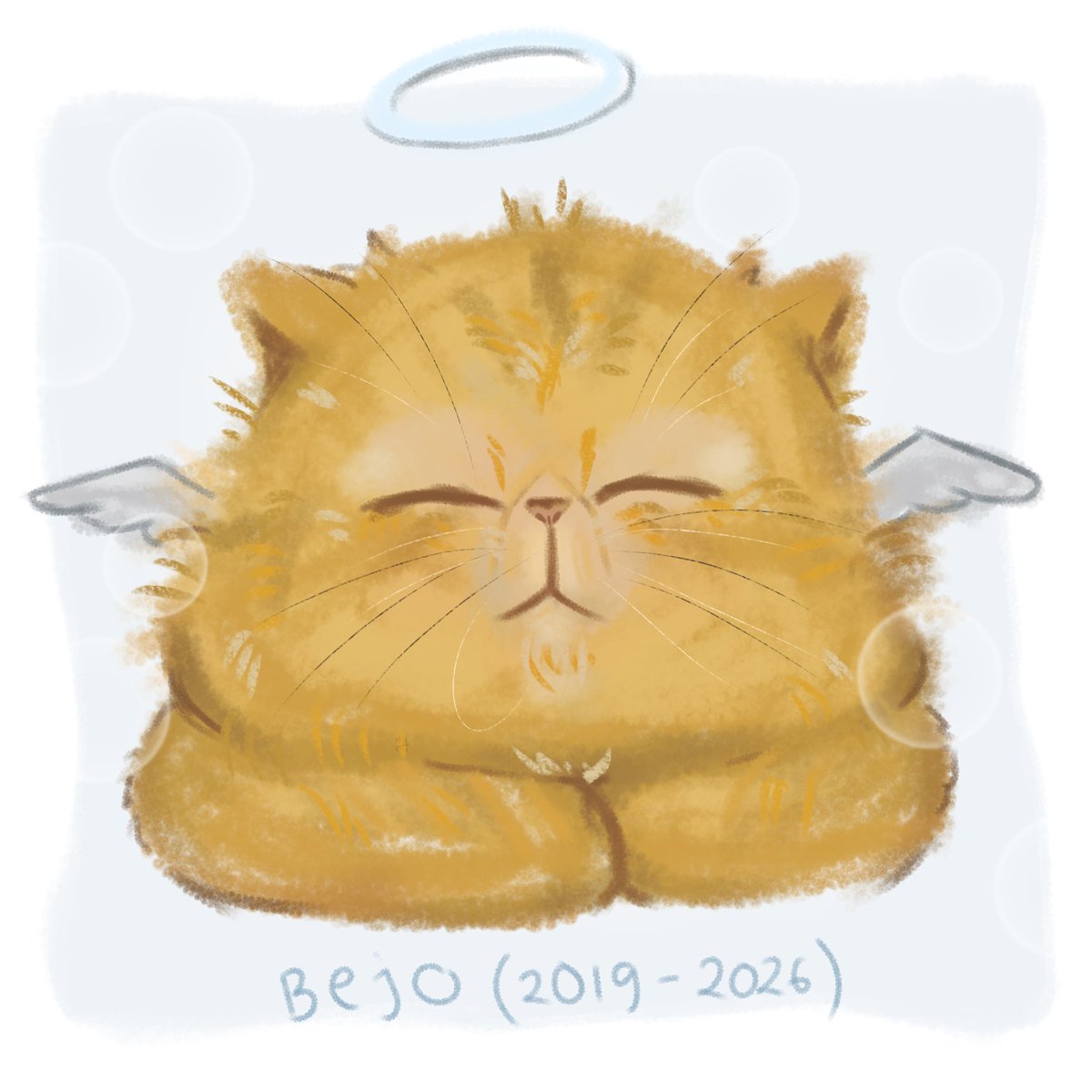 xeahny's tweet photo. My cat, Bejo, passed away this morning at 6:09 AM. See you on the other side, Bejo 🤍

I love you Bejo-ku sayang 🥹🤍 https://t.co/OHsX2zTqmt