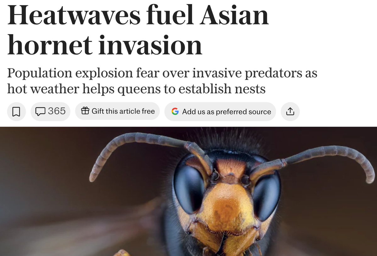 The_Beginners's tweet photo. They come over 'ere, pollinating our flowers...
#hornets #immigration https://t.co/uwtyAtzBsM
