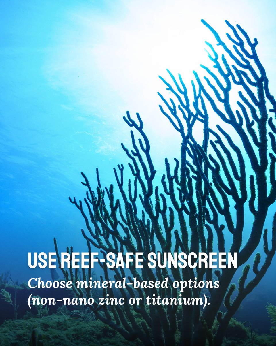 thefloridakeys's tweet photo. Did you know: Coral reefs support about 25% of all marine life in the oceans, yet cover less than 1% of the ocean floor?

These essential habitats are a beautiful bucket-list destination - here's a few tips on how to help keep them that way! https://t.co/iRiv7lF6Uu