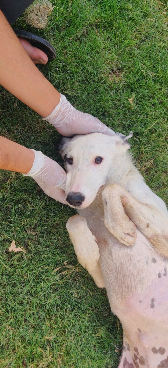 tws_pk2's tweet photo. Our dog culling survivors Heer and Daphne have managed to find themselves a safe home at a farmhouse. Sadly we haven't been able to raise enough to cover transport and still need another £95. Please help these girls 🙏🏼. PayPal: https://t.co/APNvdsEurc
Ref: Heer https://t.co/3Ptvhb2Lgc