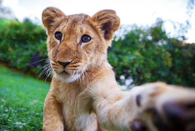 cub (baby lion) tweet media
