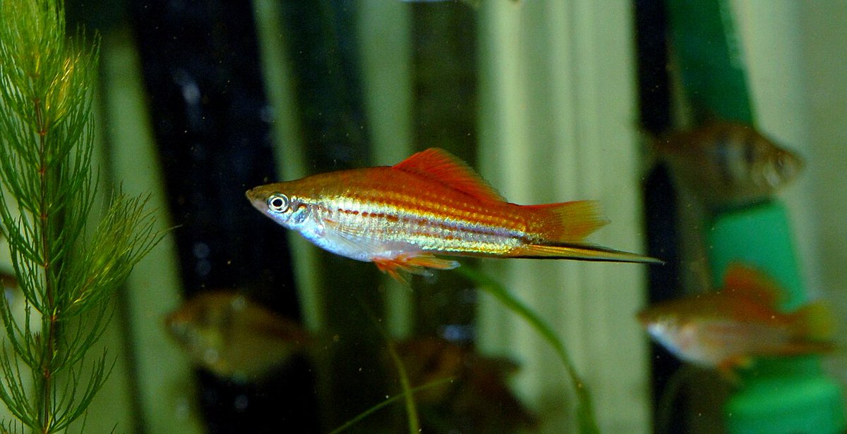 orglikesfish's tweet photo. The green swordtail fish is a species of freshwater/brackish fish in family Poeciliidae of order Cyprinodontiformes

Only male green swordtail fish grow the "sword", it is used for courtship as females strongly prefer males with longer "swords" https://t.co/hBkT8EzJoB