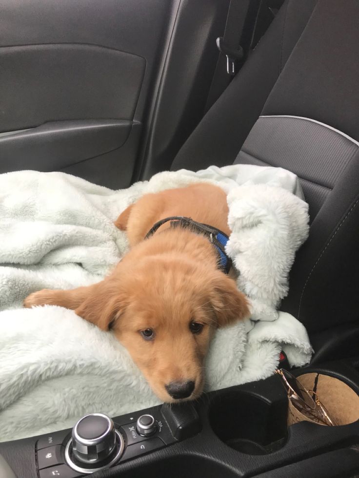 Popularpuppies © tweet media
