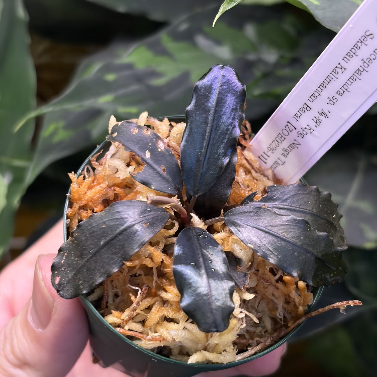 Bucephalandra sp. '烏羽' Kpg. Nanga Taman Sekadau Kalimantan Barat