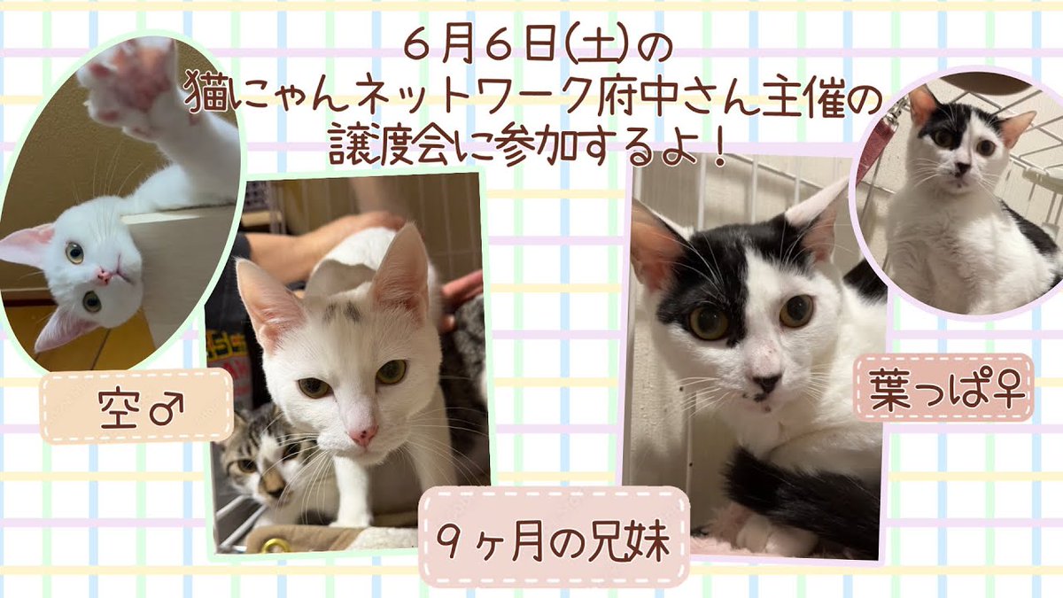 6月6日の猫にゃんネットワーク府中さん主催の譲渡会に「ラブと