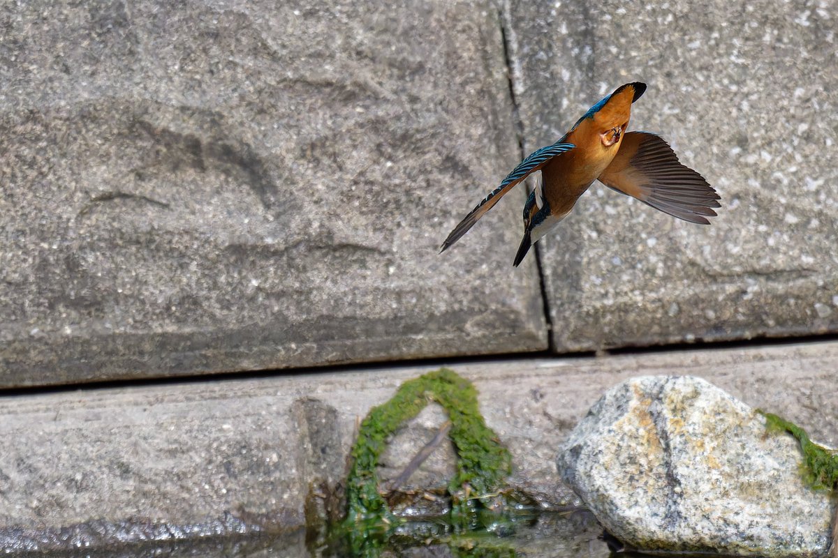 fyaPUa8HWSmv59r's tweet photo. カワセミ幼鳥、エビ狙いのせいか護岸ブロックとか、流木の近くに飛び込むことが多いように見えました。
#カワセミ
#kingfischer
#幼鳥 https://t.co/qf8qan0DNP
