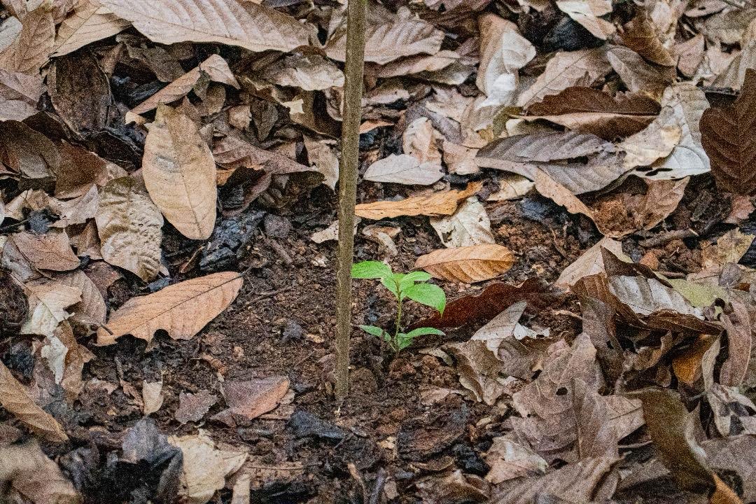 Resconigh's tweet photo. Nature teaches balance and care. Ghana’s forests, rivers, and soil are life-support systems, not just resources. Every choice today plants tomorrow’s future. Together, RESCONI is restoring Ghana’s natural heritage, one action at a time.

#RESTORATION 
#ENVIRONMENT https://t.co/JZur2rD0Q3