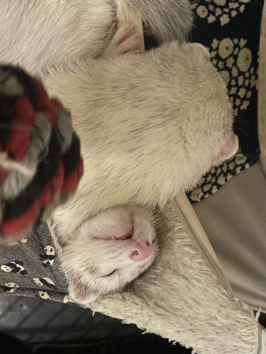 EverydayFerret's tweet photo. かわいい後頭部
#ferrets #フェレット https://t.co/5bUtPdwYfm