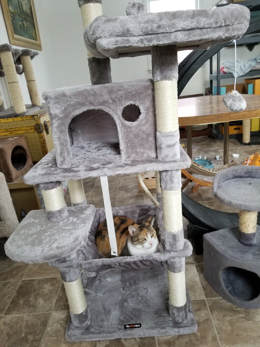 CatTalesLaura's tweet photo. Cats And Their Agenda For The Day #laurascats #catsoffacebook #catsoftwitter #catsofinstagram #catsarefamily @chewy https://t.co/9qHYmgVzpe https://t.co/IjIHlplVMd