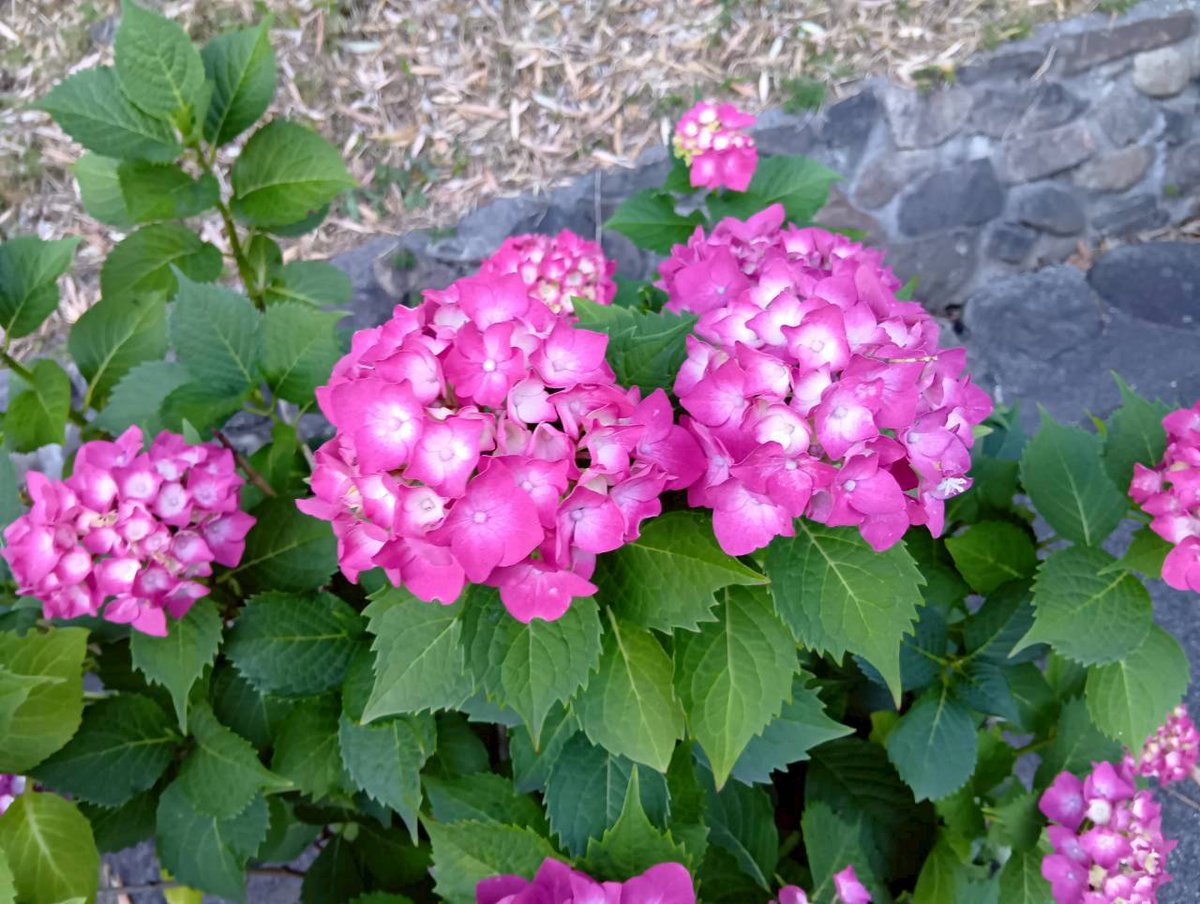 tk_seigado's tweet photo. 高槻の安岡寺　参道にアジサイを見かけました！ https://t.co/qFAO2vMAoM