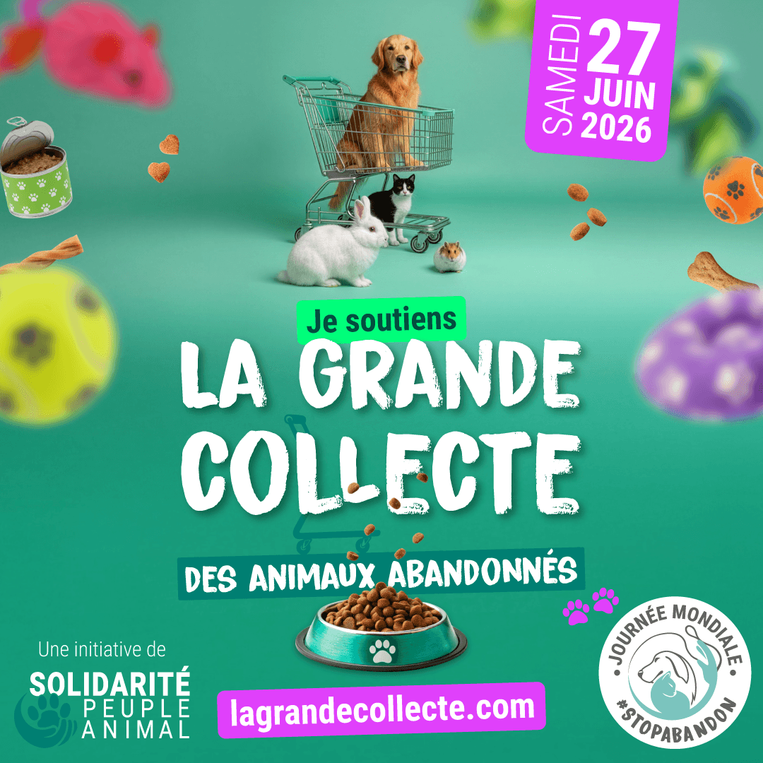 MDerieker's tweet photo. Et si notre action collective permettait d'endiguer les abandons massifs ? Merci #solidaritepeupleanimal @RTLFrance @oeilphilippecav pour cette action en faveur des associations de protection animale qui bossent jour après jour sur le terrain 🙏 https://t.co/8jBHaV24m6 https://t.co/NqATGrLJkx
