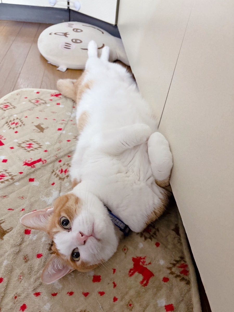 yopich_'s tweet photo. これ以上育つと行政区分が変わる https://t.co/ivLRC34w97