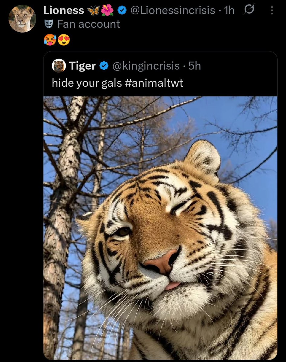 Lion tweet media
