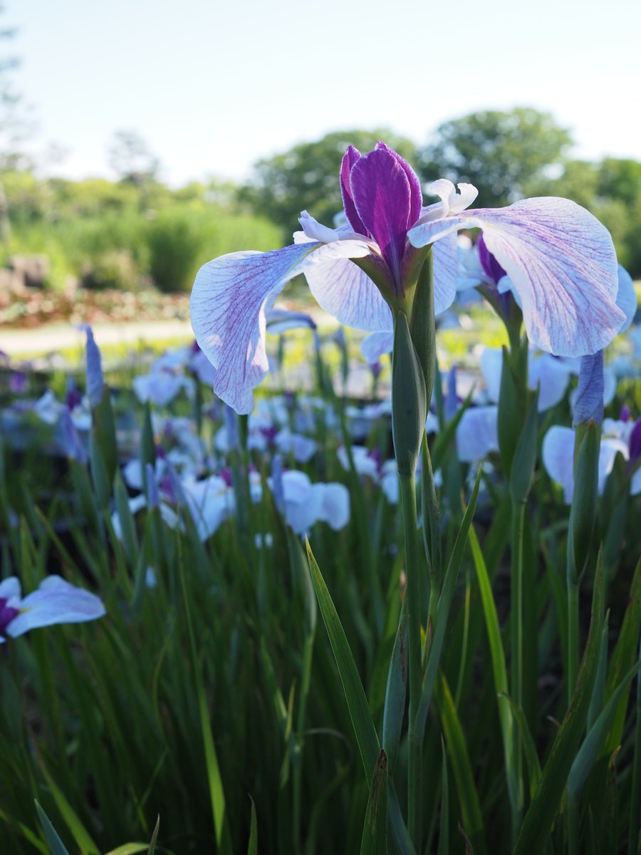 clubkani474's tweet photo. 花菖蒲、水辺の余白
Iris at the Water’s Edge

#花菖蒲 #ハナショウブ #ファインダー越しの私の世界 #写真好きな人と繋がりたい #JapaneseIris #flowerphotography #naturephotography https://t.co/mniswD2deS