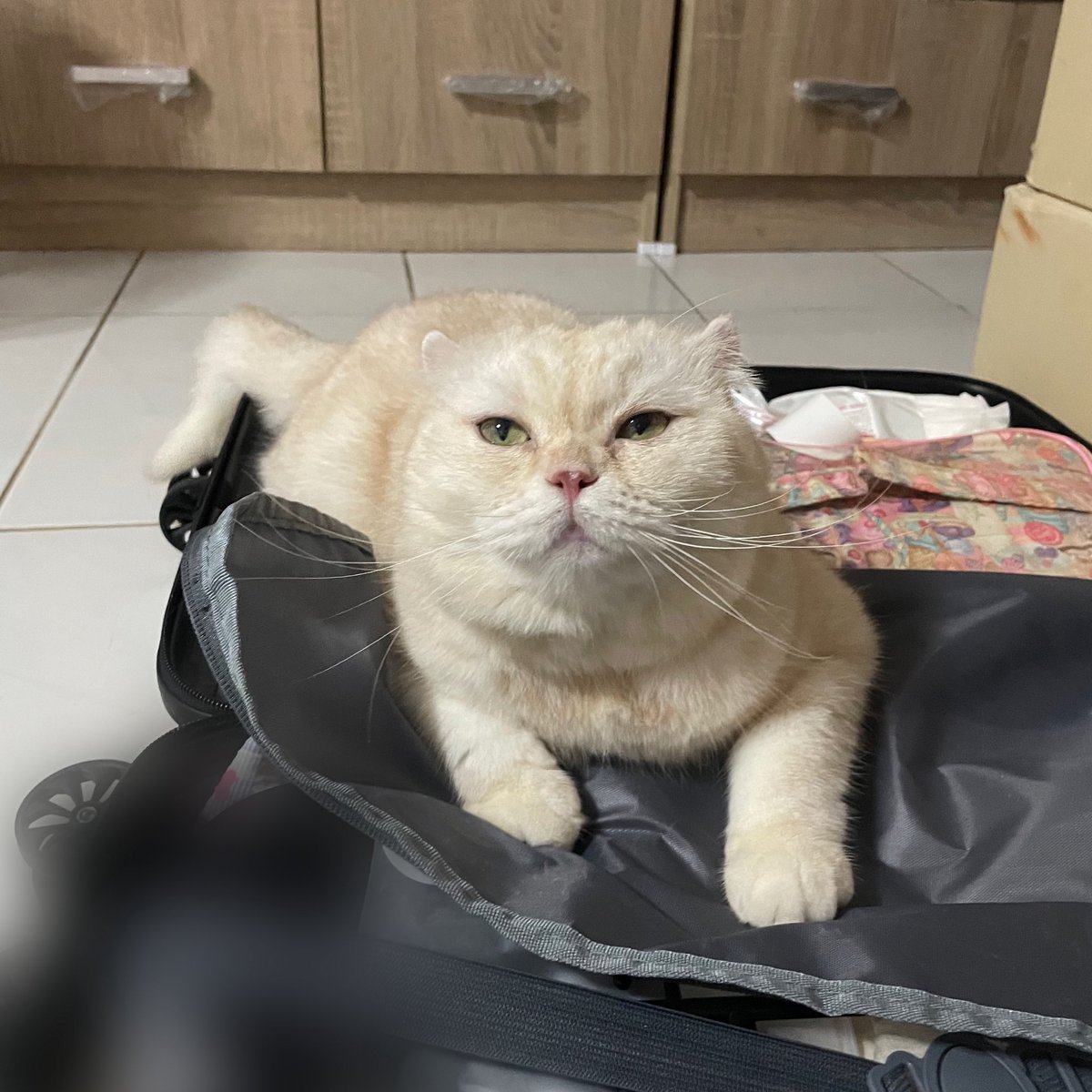 acatmarvel's tweet photo. ฝ่ายตรวจสอบสิ่งแปลกปลอม https://t.co/mYqEkkoHE8