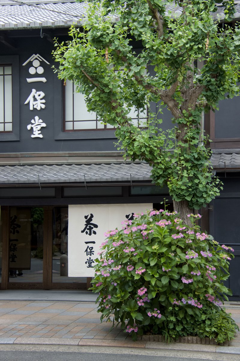 matsuzzy's tweet photo. お茶屋さん
撮影日：2026/05/31 https://t.co/67GhkhxRRL
