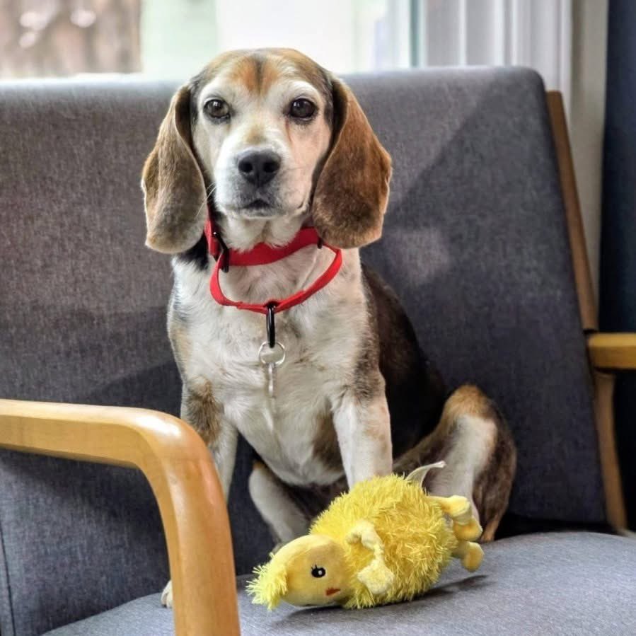 TriBeagles's tweet photo. Adoptable beagle of the day-Simon! https://t.co/L9H0bDoiii https://t.co/3zP2Ekupt8