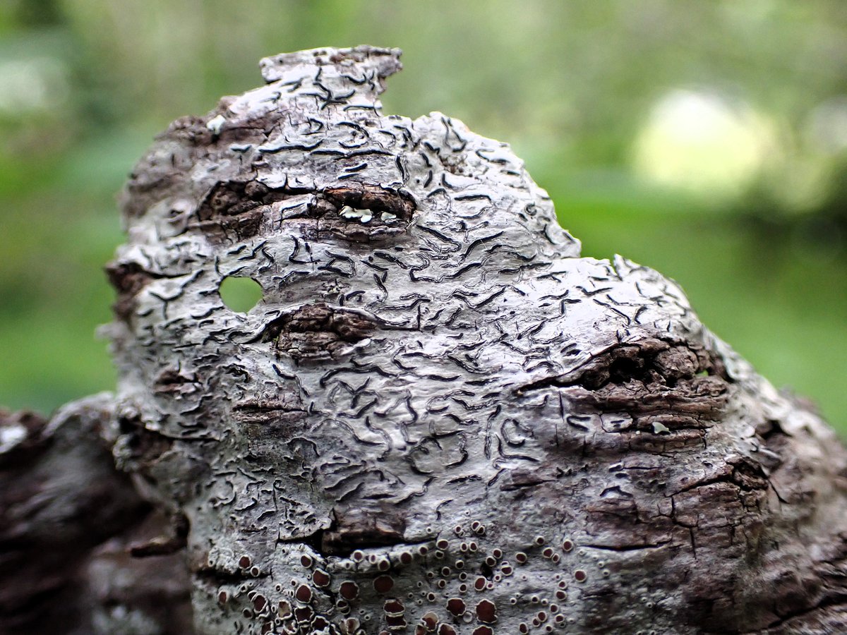 MossTrails's tweet photo. Good night!🌛🌿#writerswednesday #lichen #地衣類 https://t.co/uW8uoIR2a8
