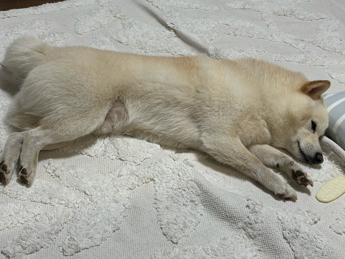 tennookaa's tweet photo. こんばんはテンテン🐕
ねーねと
ドッグランに行って
疲れた豆柴😵 https://t.co/n1c9sQL0tH