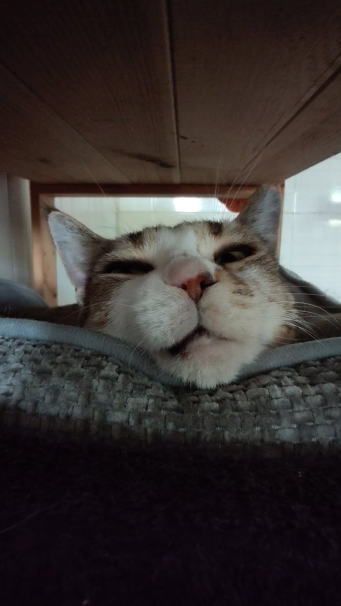 MacjaPreja's tweet photo. Liana, a sweet girl with an even sweeter little face. 💕💖
#macjapreja #adoptdontshop #cats #kittens #mačke #koper #slovenija #gatti #CatsOfX #CatsofTwittter https://t.co/68bH1bz5or