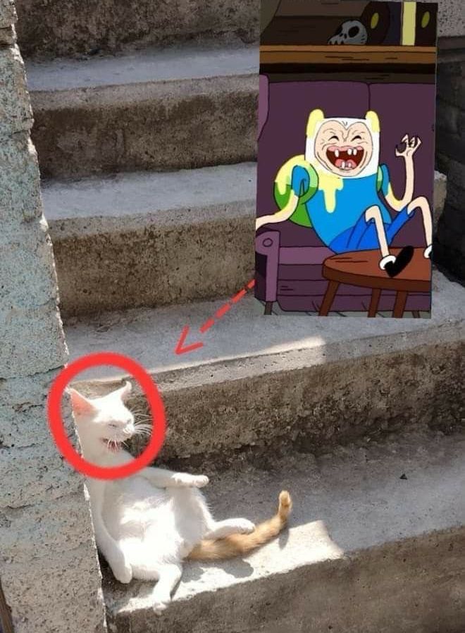 Cats Out Of Context tweet media