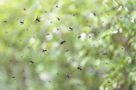 Miss_Royal73's tweet photo. 🦟 #Google wil 32 miljoen speciaal behandelde mannelijke #muggen vrijlaten in delen van California en Florida. Google ziet gezondheidszorg als de ultieme test voor hun kunstmatige intelligentie. 🤔
Hun #DebugProject is bedoeld om de populatie van gevaarlijke, ziekteverspreidende muggen drastisch te verkleinen of uit te roeien. Bepaalde muggensoorten verspreiden gevaarlijke ziektes zoals #dengue (knokkelkoorts), #zika, gele koorts en chikungunya. Omdat mannelijke muggen niet bijten, worden er miljoenen "goede", steriele mannetjes losgelaten om te paren met wilde vrouwtjes, waardoor hun eitjes niet uitkomen en de populatie instort.
Ik heb er weer álle vertrouwen in... 😎