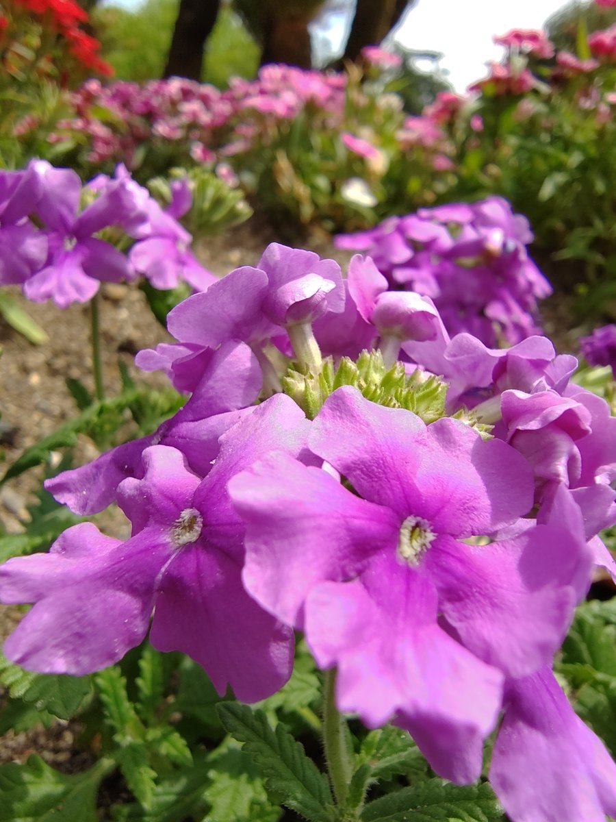 GIRLSCORE3rd's tweet photo. 先日、ひとりで植物園に行ってきました。

カップルと家族連れとJSの大群の中、男一人で花園を徘徊し、植物どもの写真を撮りちらかしてきました。

正気です。 https://t.co/FxMcnUEFrK