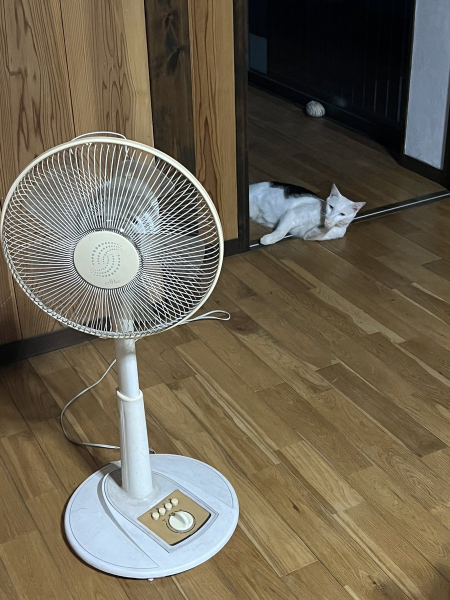pieccodesu's tweet photo. 暑くてだらけがち https://t.co/6ke2OvBY7V