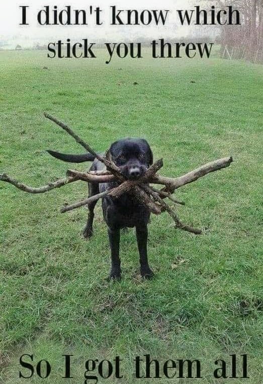 LouieKerr8's tweet photo. 🐕😂 https://t.co/Y16nCrBavO