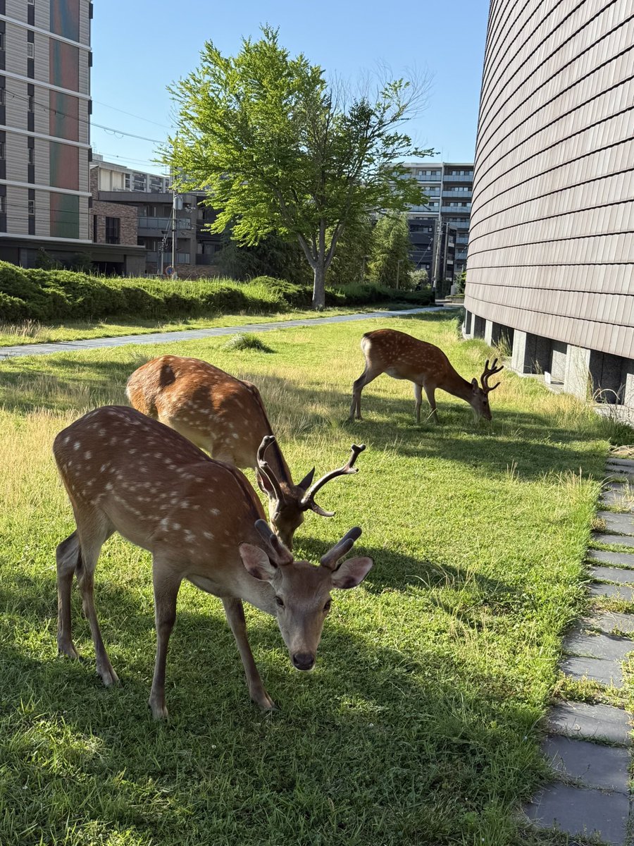 cinderellaran's tweet photo. 5月最終日
ありがたき単発バイト
奈良公園から徒歩15分はある場所で、
終了後鹿さんたちに遭遇🦌　

6月初日
ついに塀の中😑👮

🤭
新しい、奈良の、名所
青空に映えるね🧱 https://t.co/PoQrgjI7Fw
