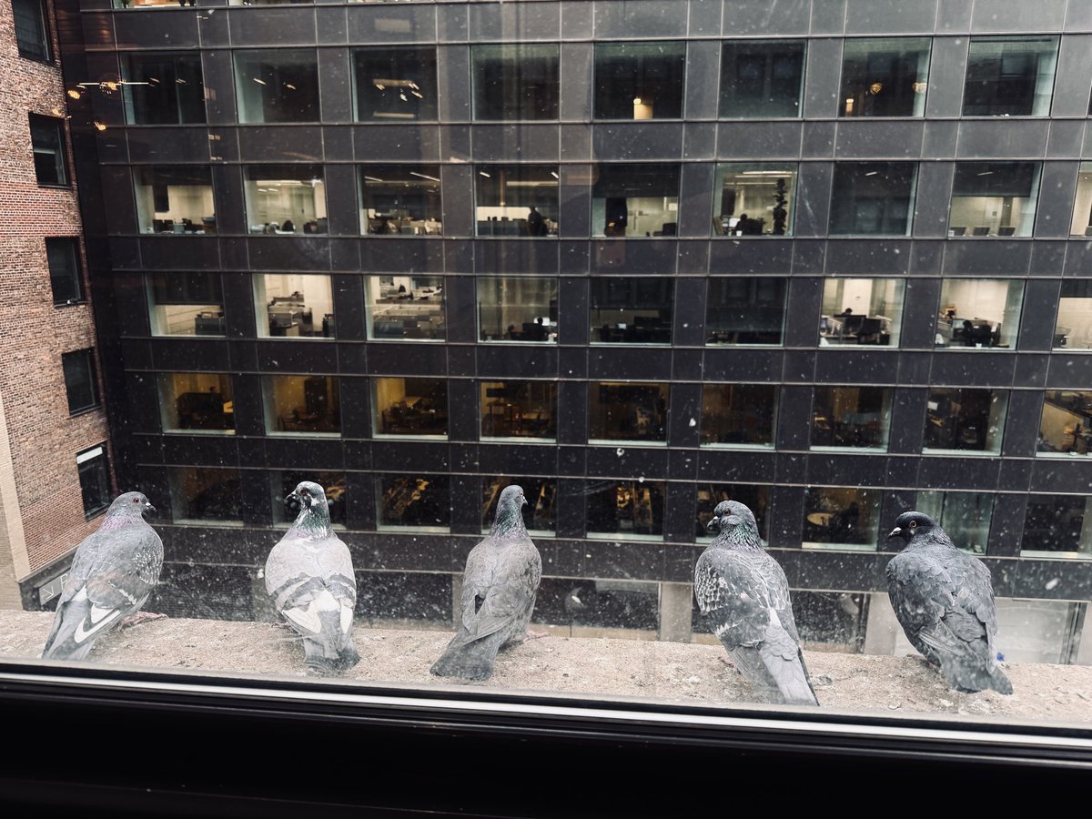 01sth02's tweet photo. do birds on a ledge count? https://t.co/xOxfqjcIfe