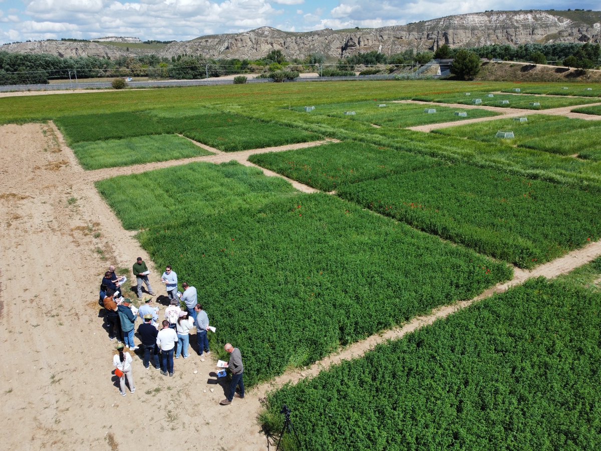 UPA_Federal's tweet photo. El proyecto @Leguminose_EU afronta su recta final. Tres años de trabajo y colaboración entre agricultor@s e investigadores del @CSIC. Hace unos días nos reunimos en Arganda.
Conclusiones 👇
https://t.co/mEm2vYQO1c https://t.co/6CYu1blIEL