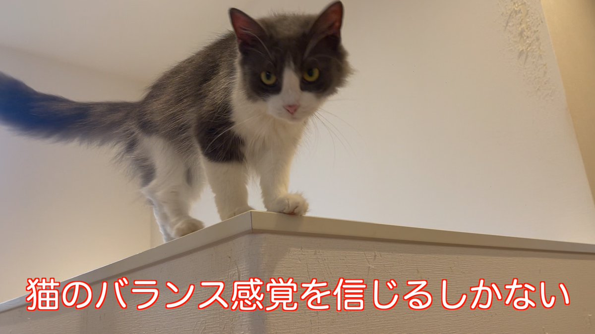 veterinary_cats's tweet photo. 猫のバランス感覚を信じるしかない https://t.co/JRiYMHjqht @YouTubeより 

#猫好きさんと繋がりたい　#猫のいる暮らし https://t.co/IM5Yomm3tm