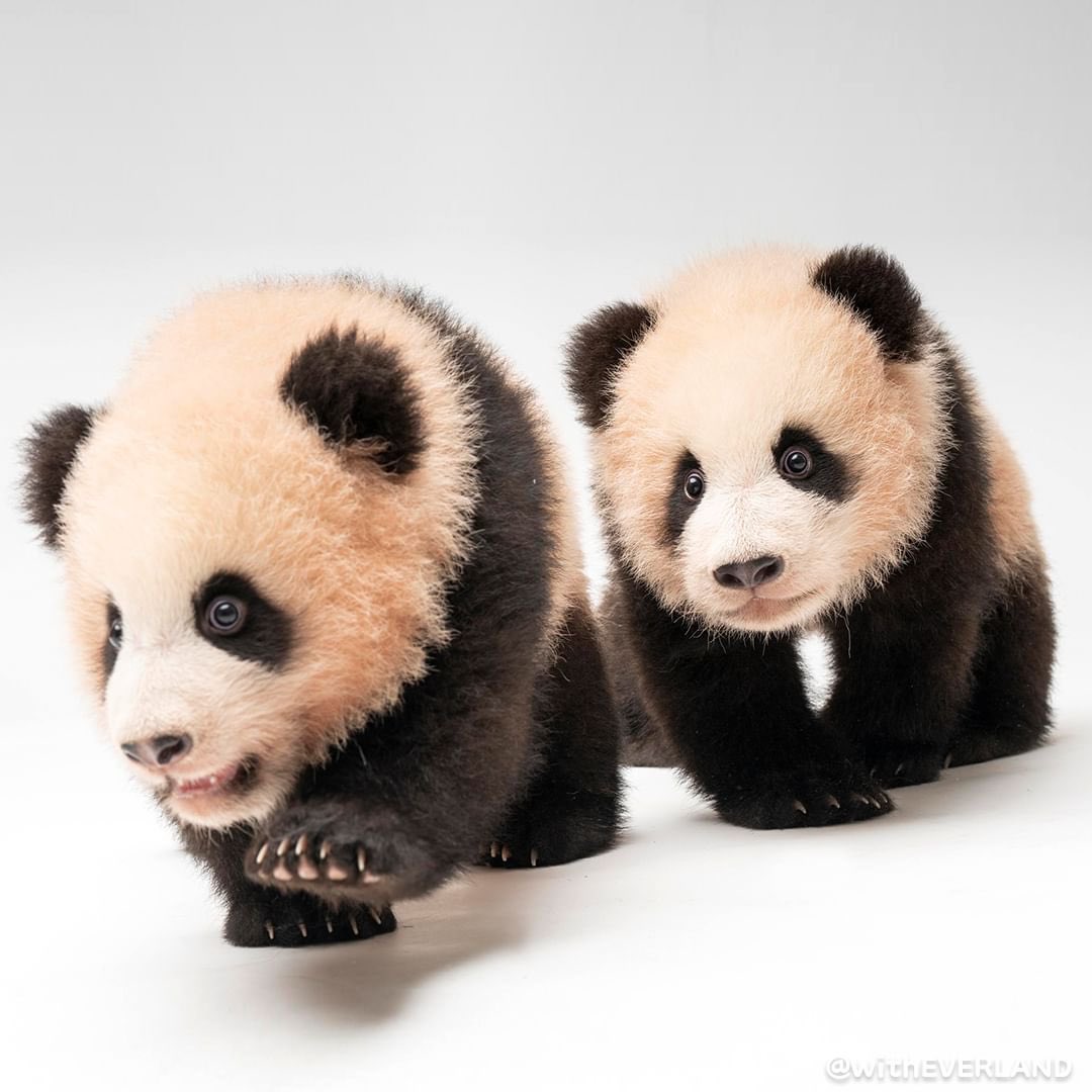 kate68_102's tweet photo. 🐼 Time flies so fast; Rui Hui are almost 3 years old: Grandpa Kangbao revealed that Rui Hui will return to China around this winter to avoid the hardship the two girls face from having to adapt to a new environment and hormonal changes related to reproductive behavior, as their older sister Fubao experienced.