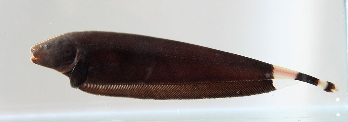 orglikesfish's tweet photo. The black ghost knifefish is a tropical ornamental fish belonging to the ghost knifefish family the ghost knifefish family

They originate in freshwater habitats in South America where they range from Venezuela to the Paraguay–Paraná River, including the Amazon Basin https://t.co/jErGIiaqhl